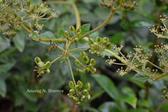 Pimpinella wallichiana